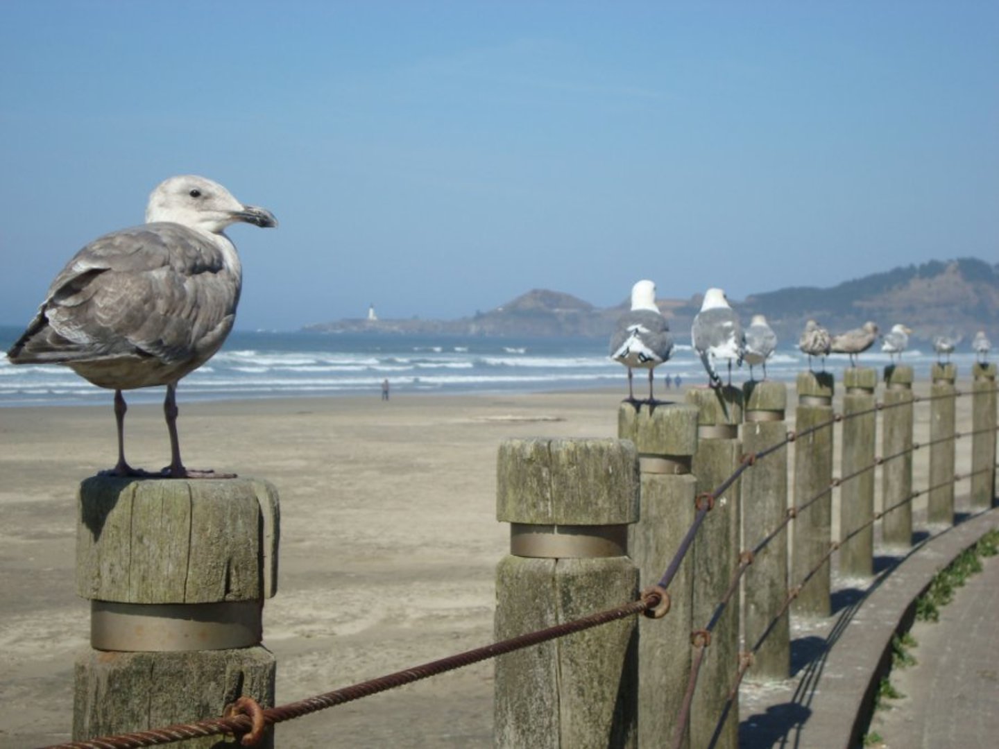 Nye Beach seagulls are regular visitors.